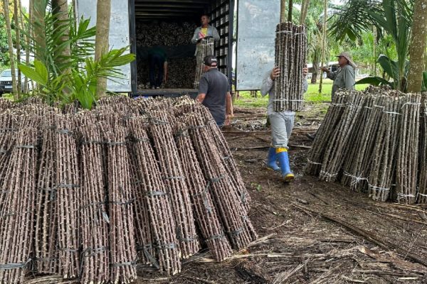 Praga “vassoura-de-bruxa” ameaça cultivos de mandioca no Amapá e aciona alerta nacional